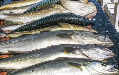 a bunch of fish sitting on a table at Amazing Home In Skjoldastraumen in Skjoldastraumen