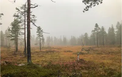 a foggy field with trees in the background at Beautiful Home In Flå With Kitchen in Flå