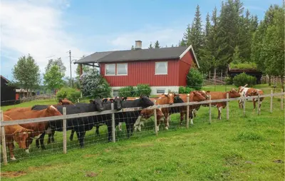 a herd of cows in a field behind a fence at Gorgeous Home In Svingvoll With Wifi in Svingvoll