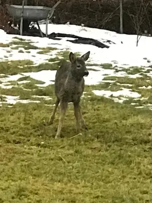 a coyote standing in a field with snow at Dr Haave- middle of nowhere, pikeværelset in Sand
