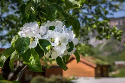 a bunch of white flowers on a tree at Gaupnetunet Hotell og Hytter in Gaupne