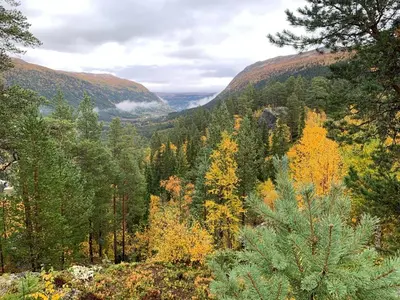 a view of a valley with trees and mountains at Timber Lodge in Uvdal Skisenter VIEW/WIFI in Sønstebø