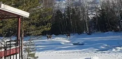 a deer standing in the snow next to a building at Holiday Rooms in Gol