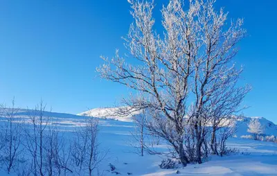 a tree in a snowy field with a mountain in the background at Beautiful Home In Uvdal With Kitchen in Uvdal