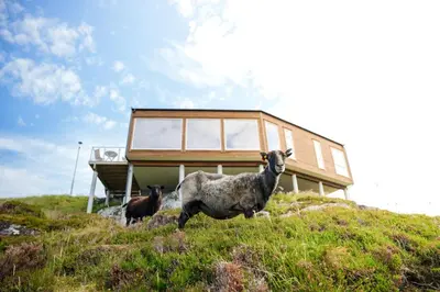 two sheep standing on a hill in front of a house at Runde Panorama - Trollvogga in Runde