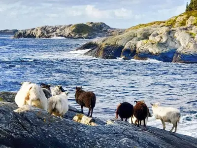 a herd of sheep standing on rocks near the water at 6 person holiday home in Hernar-By Traum in Bøvågen