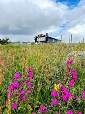 a field of flowers in front of a house at Seterhytte i Havsdalen in Geilo