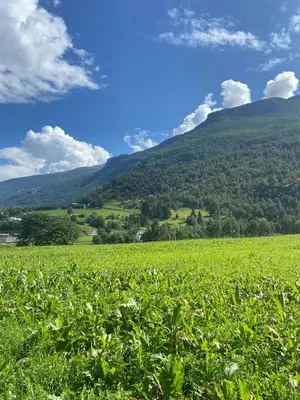 a field of crops with mountains in the background at Brekke Apartments in Flåm
