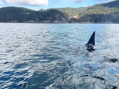 a dolphin swimming in a body of water at 7 person holiday home in Huglo-By Traum in Nordhuglo