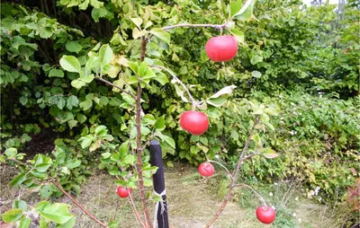 a tree with red apples on it in a garden at 4 Bedroom Nice Home In Vikersund in Vikersund