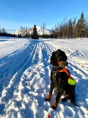 a dog sitting in the snow on a snow covered road at Hyggelig leilighet i sentrum in Hemsedal