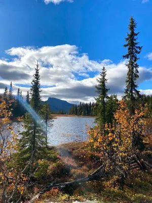 a view of a lake with trees on the shore at Hyggelig leilighet i sentrum in Hemsedal