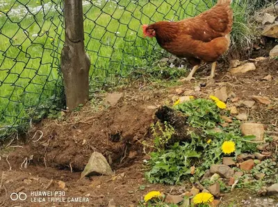 a chicken standing in the dirt next to a fence at Small Basement Apartment Private Entrance Nice View in Fitjar