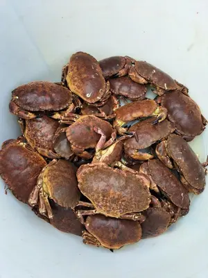 a pile of cooked crabs on a white plate at Kleines Haus am Fjord in Sør-Eidem