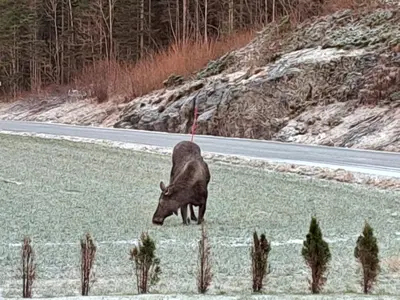 a bull standing in the grass next to a road at Kleines Haus am Fjord in Sør-Eidem
