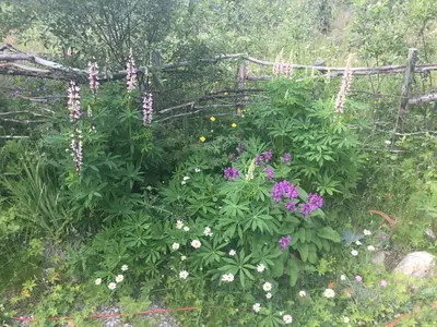 a garden with purple flowers and a fence at Furuly vakantiehuis in Vingelen