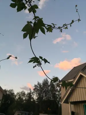 a branch of a tree in front of a house at Lensmannsgården in Namdalseid