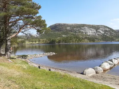 a body of water with a tree and some rocks at Holiday Apartment in Flatanger in Vik