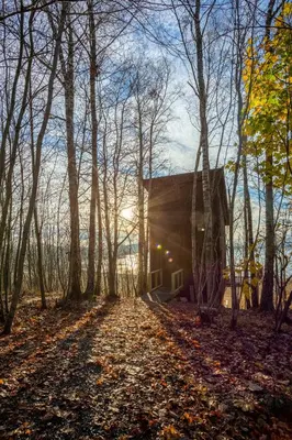 a house in the woods with leaves on the ground at Fuglekassehytta in Sparbu