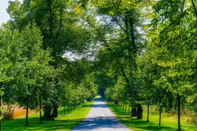 a road lined with trees on either side at Hoel Gård - Herregården ved Mjøsa in Nes i Ådal