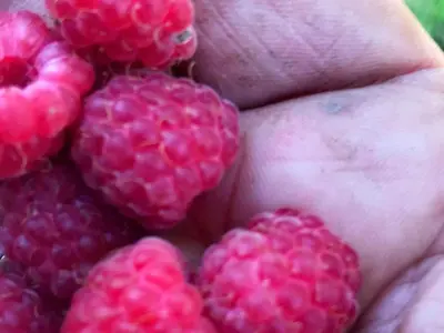 a bunch of raspberries sitting next to each other at 6 person holiday home in Åsenfjord-By Traum in Hopla
