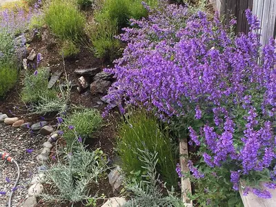 a bunch of purple flowers in a garden at 6 person holiday home in Åsenfjord-By Traum in Hopla