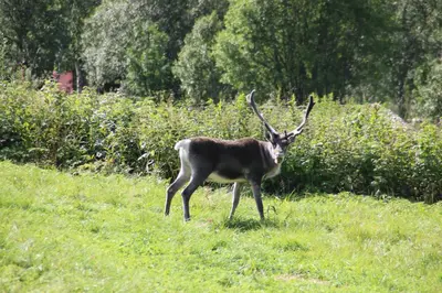 an antelope standing in the grass in a field at Gaulabua - cozy cabin by the river Gaula in Haltdalen